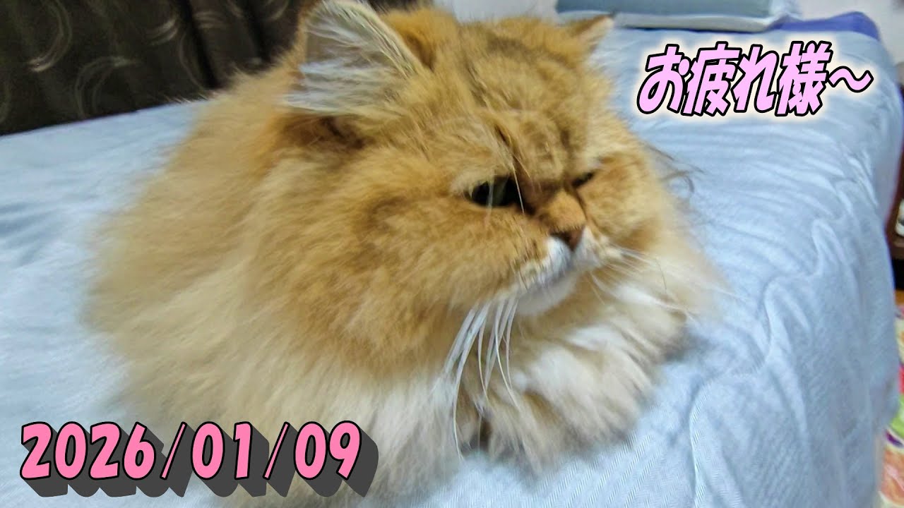 朝の用事を済ませのんびりしてベッドの上で動かなくなるひとみ　Persian cat Hitomi's relaxing days　2026/01/09