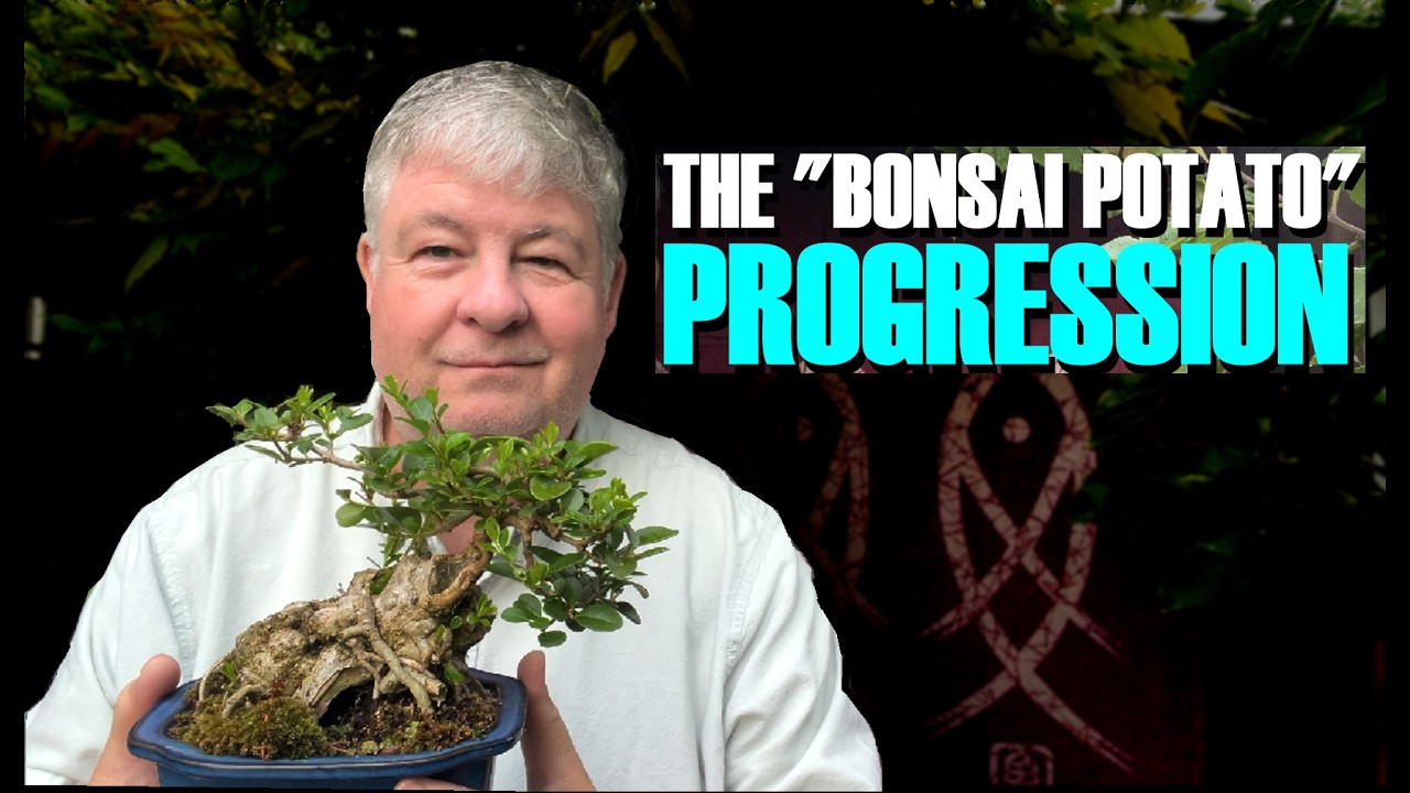 The Bonsai Potato (Privet Bonsai Progression)