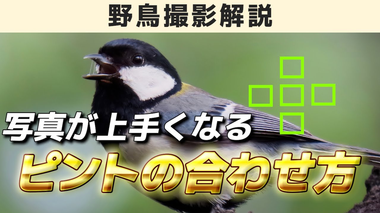 【脱初心者】鳥は○○にピントを合わせろ！失敗写真を減らす方法《野鳥撮影解説》