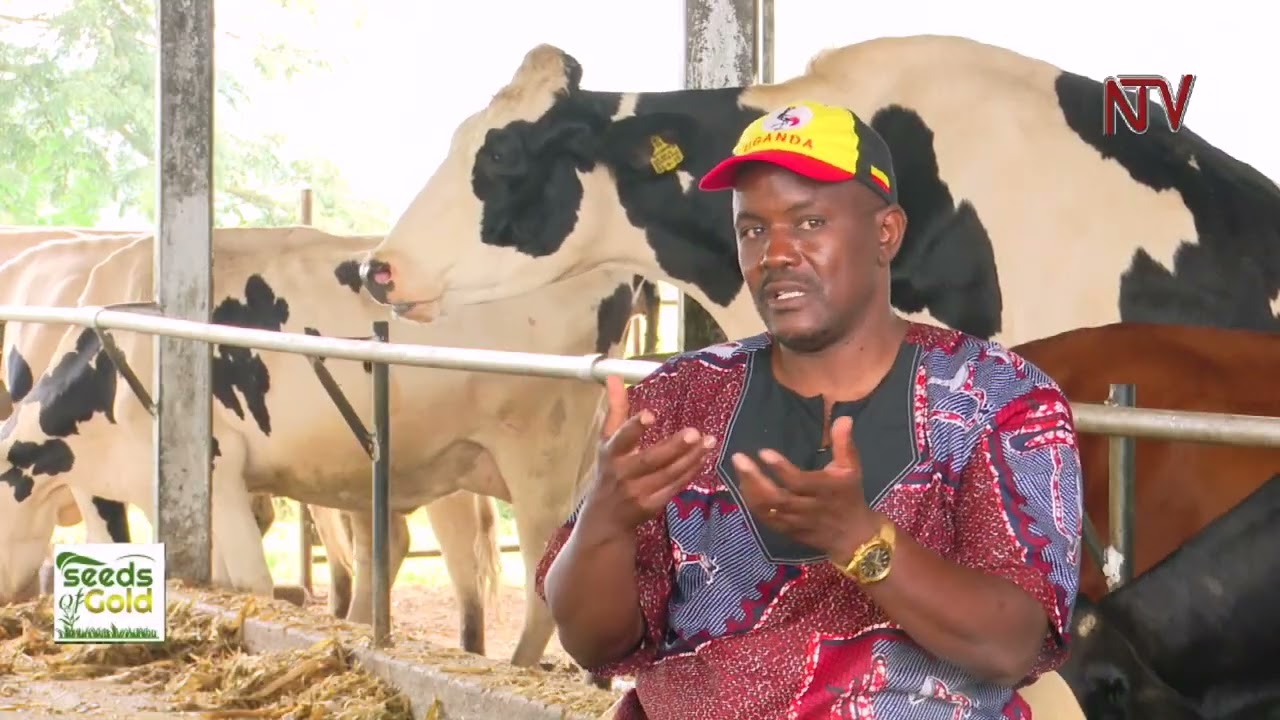 Smart-farming technology in dairy farming (Part 2) | SEEDS OF GOLD