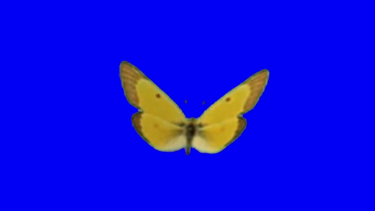Free Blue screen Effects butterfly yellow wing is flapping
