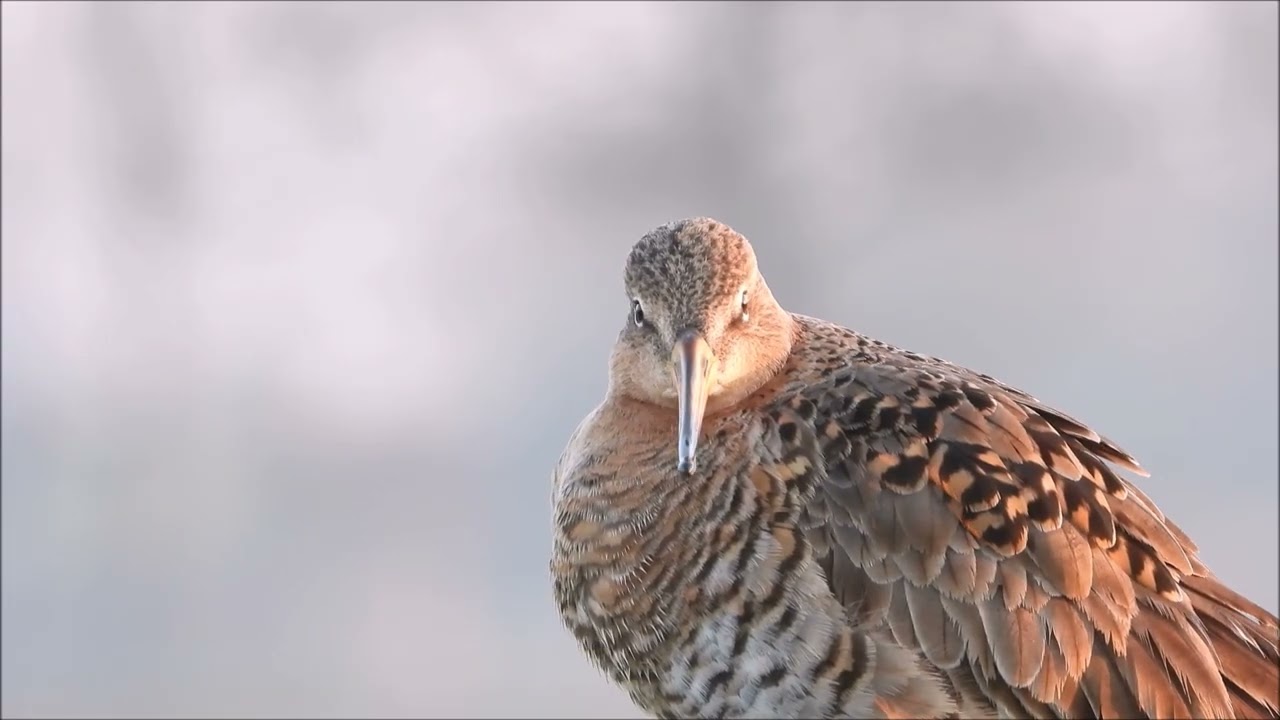 Mooi binnenveld, een prachtig natuurgebied (deel 2)
