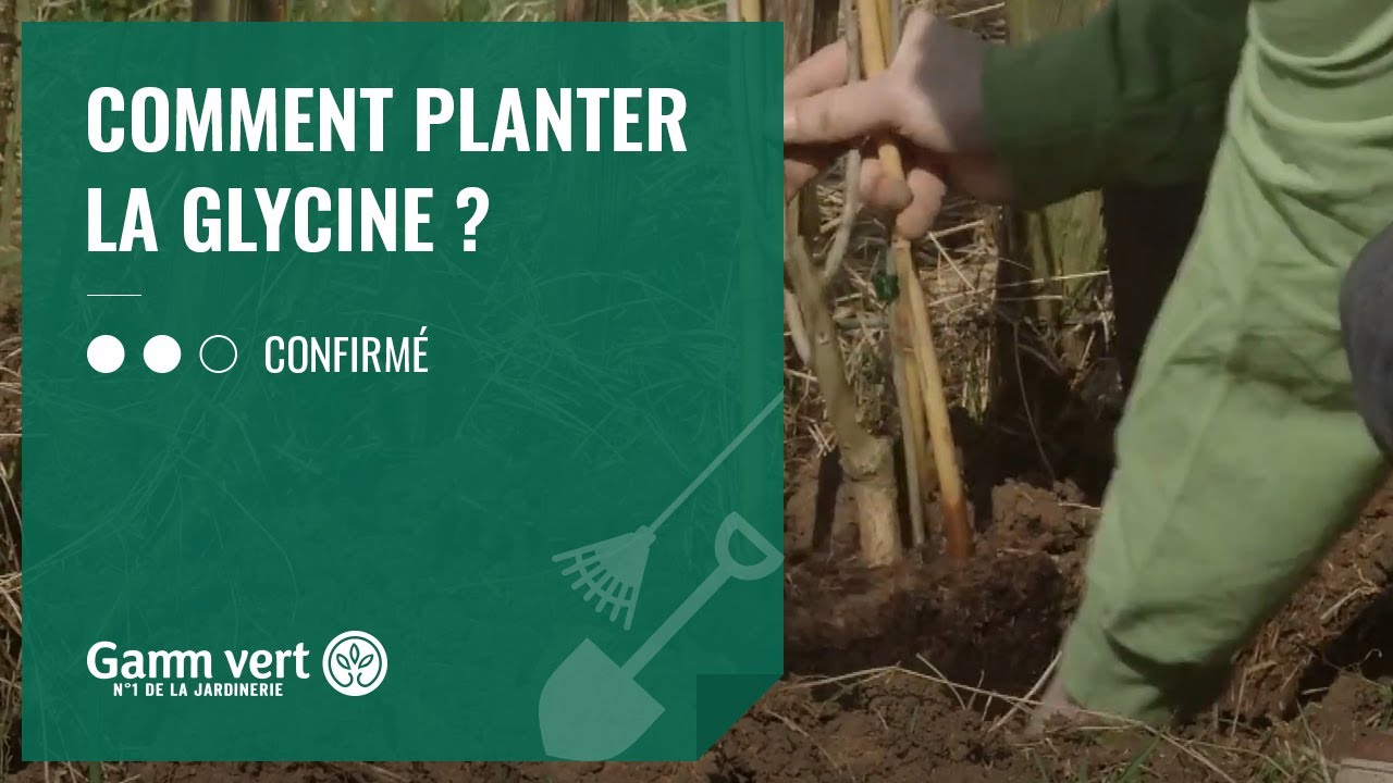 Tuto - Comment planter la glycine ?