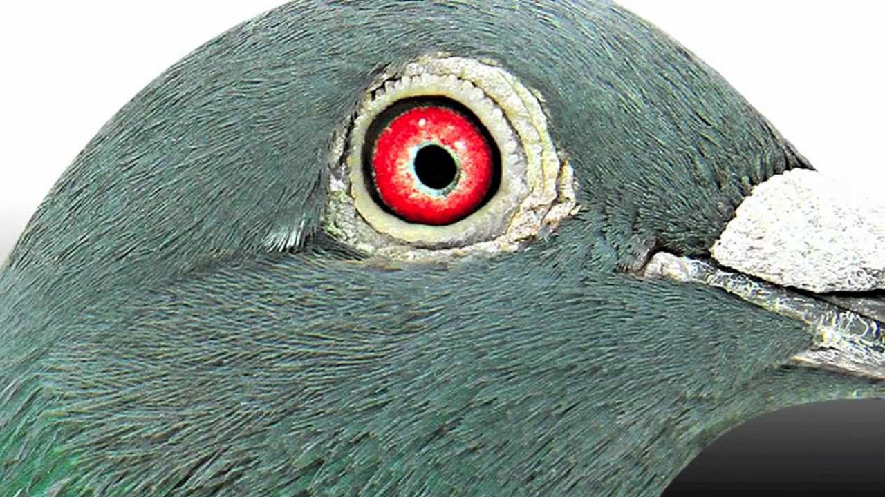 Vitor Picanço - BULLET FACE