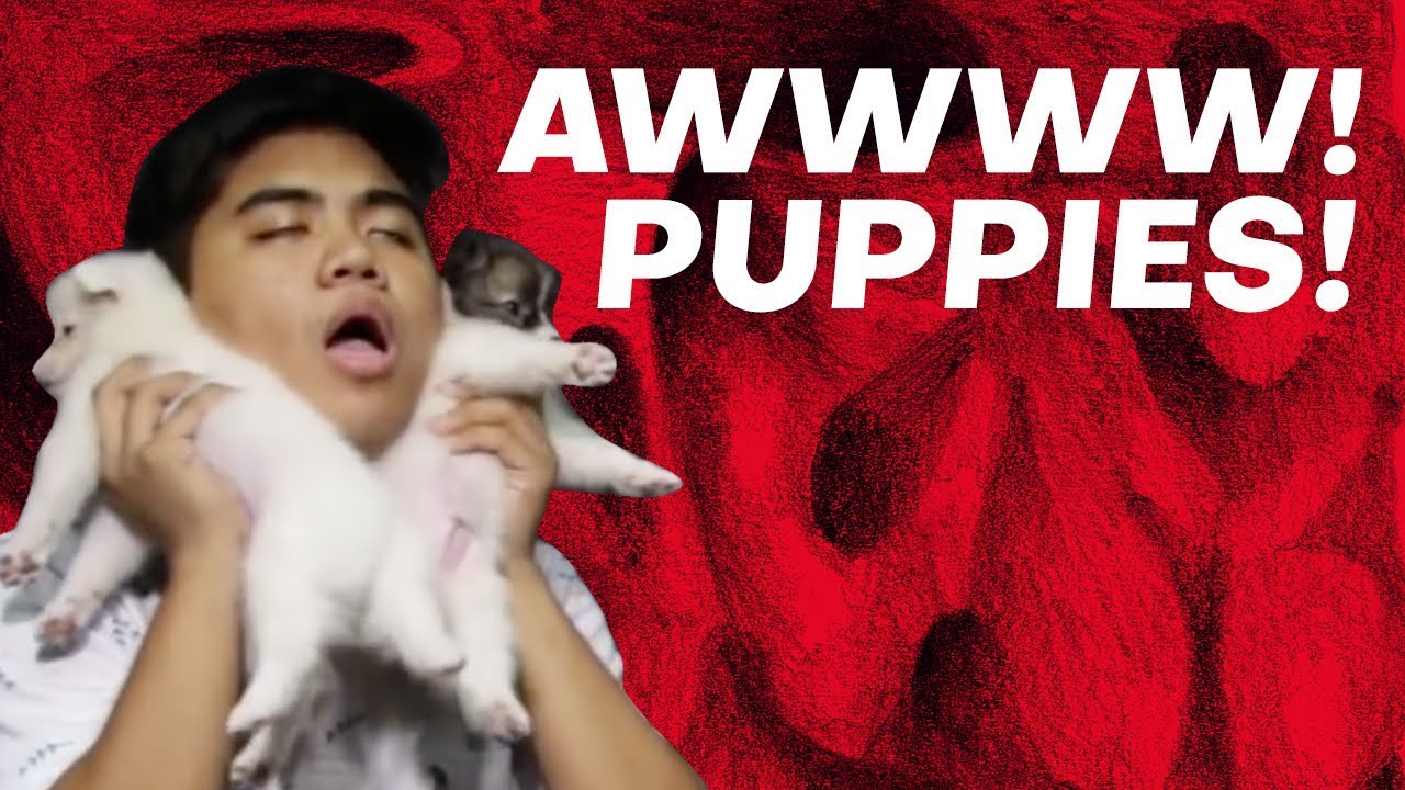 Weekly Haul #1: PUPPIES! | birdwatching 008