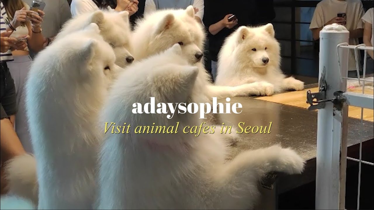 Cute Samoyed Cafe 💕 3 Best Animal Cafes in Korea, Seoul