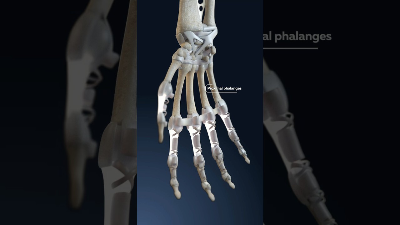 Hand anatomy in 3D: ligaments and bones of the hand