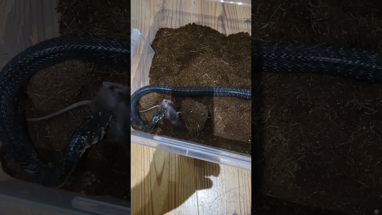 FOREST COBRA EATS... #venomoussnakes #forestcobra #forestcobras #cobras #reptile #reptiles #snakes