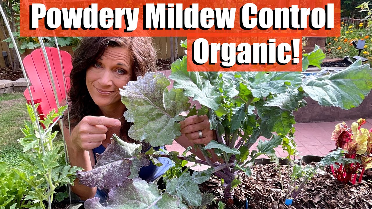 How to Control & Prevent Powdery Mildew - Organically!
