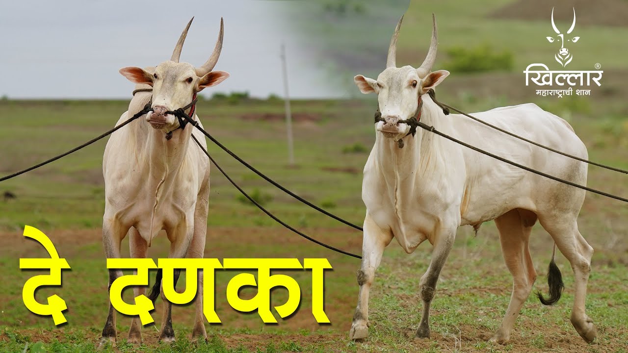 नादखुळा काम्या वळू । देवेंद्र शेवर्याप्पा वडियार, मडसनाळ । Khillar Maharashtrachi Shaan | २०२१