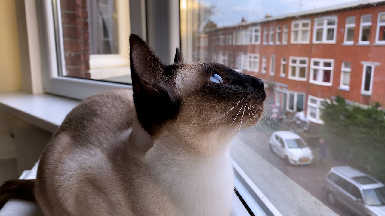 Cat chattering at bird 🌀 Thai cats | Traditional Siamese cats