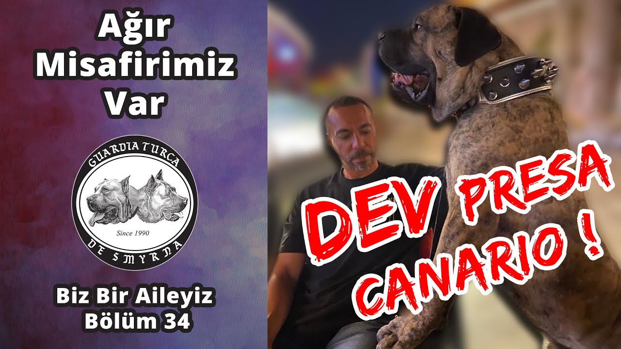 Ağır Misafirimiz Var - Dev Presa Canario - 3 Presa Canario Aynı Evde - Biz Bir Aileyiz Bölüm 34