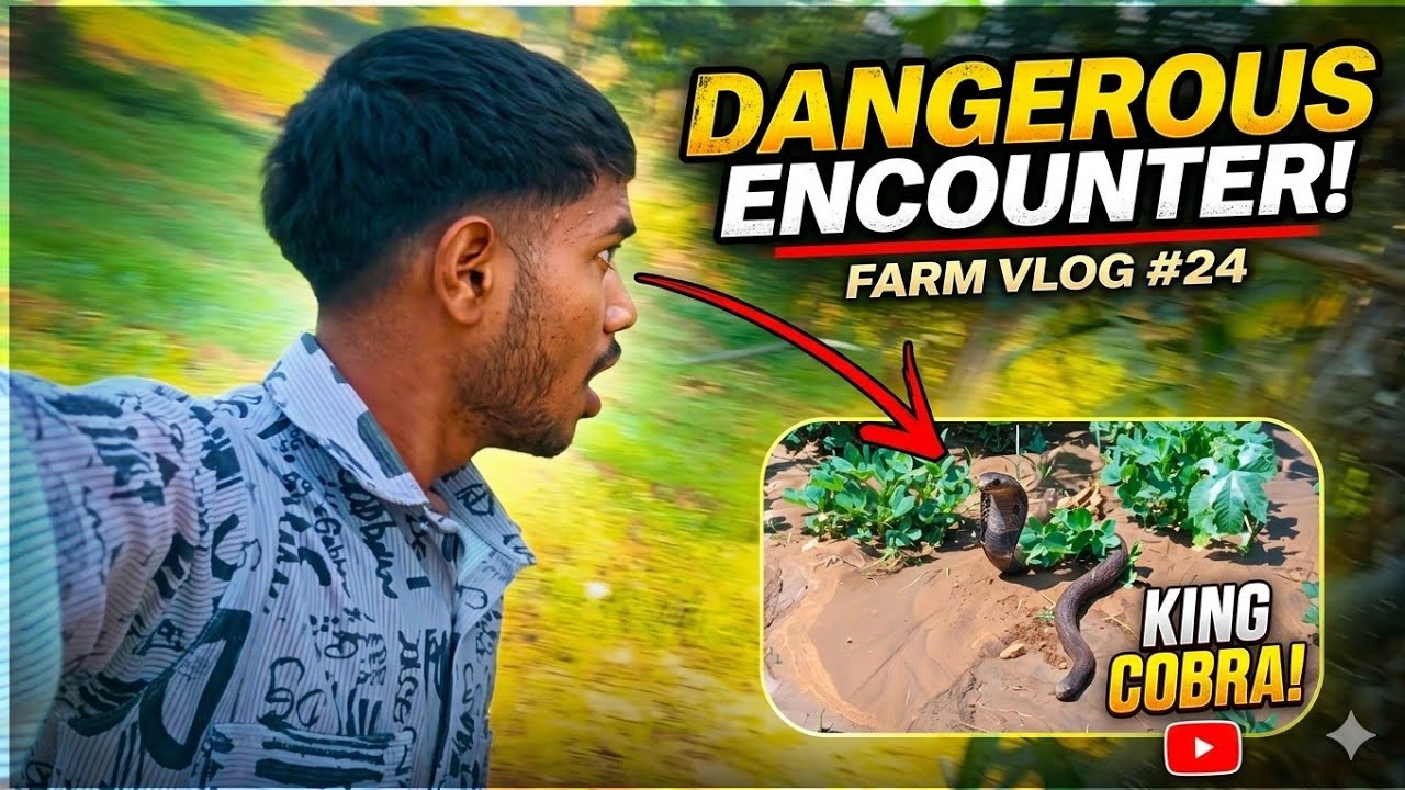 Pani Varva Jela To Sap🐍 Dekhayjo😱 King Cobra 🐍 #romiyominivlogs362 #minivlog #funny #vlog #romiyo 