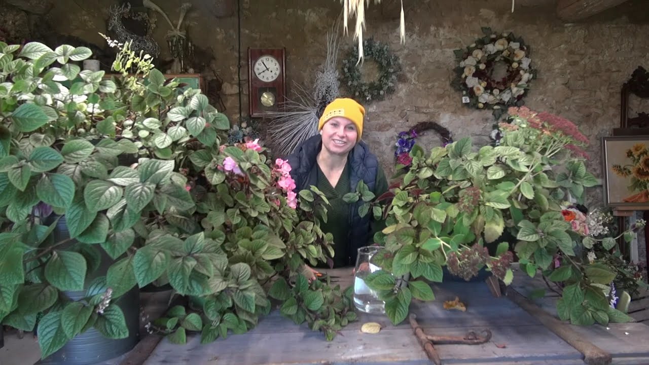 Jesienne sprzątanie liści - Jak przechować i rozmnożyć komarzyce.