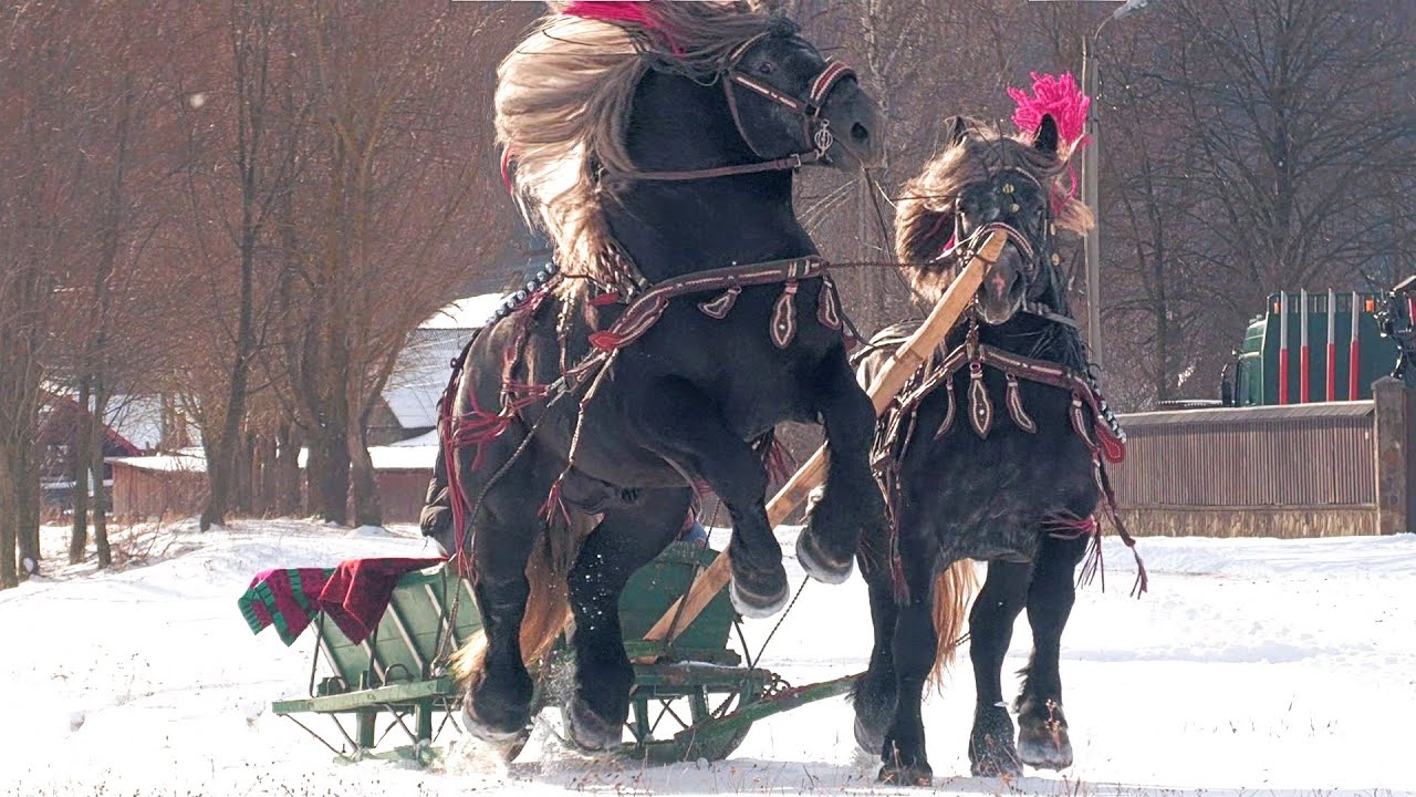 Armăsarii lui Gruia Cican de la Vicovu de Sus - Bucovina 2024