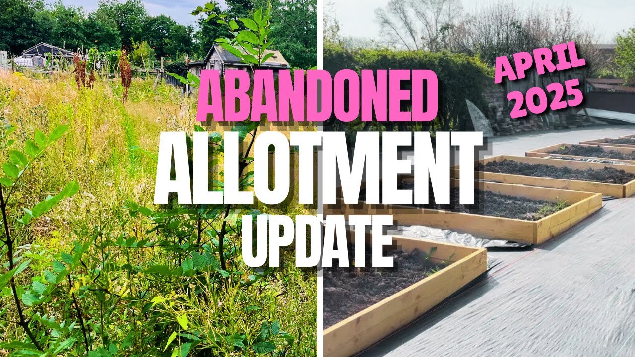 I Took On A Derelict Plot And THIS Is How It Looks Now | Allotment Gardening for Beginners Uk