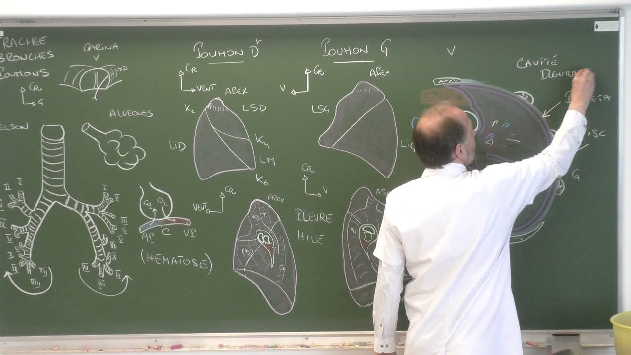 Thorax 8 - Trach&eacute;e, bronches, poumons, pl&egrave;vre [Descriptive anatomy of the respiratory tract]