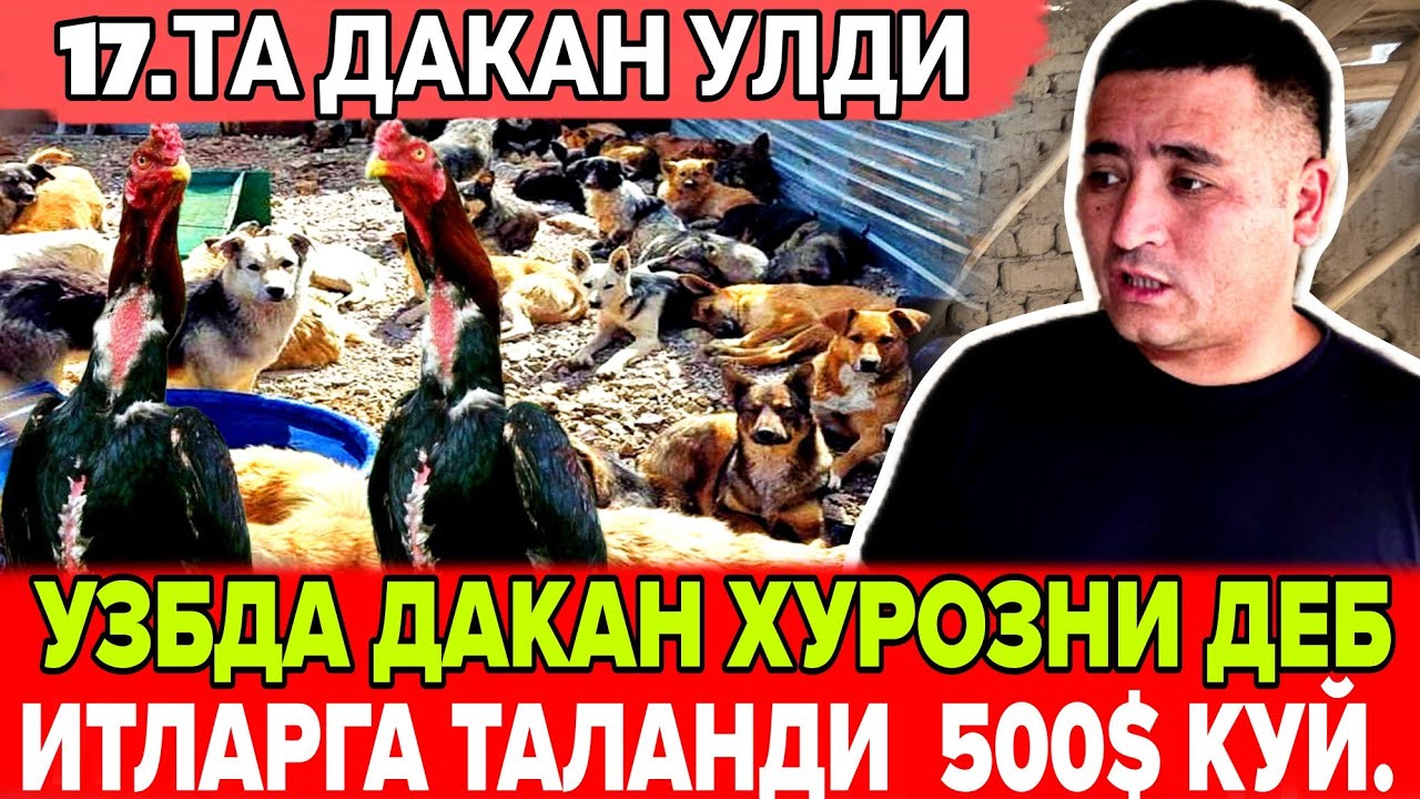 ПАРВОЗЛАР УЧУН ДАХШАТЛИ ШУМ ХАБАР ДАКАН ХУРОЗНИ ДЕБ ИТЛАРГА ТАЛАНГАН БИЛОГИР!