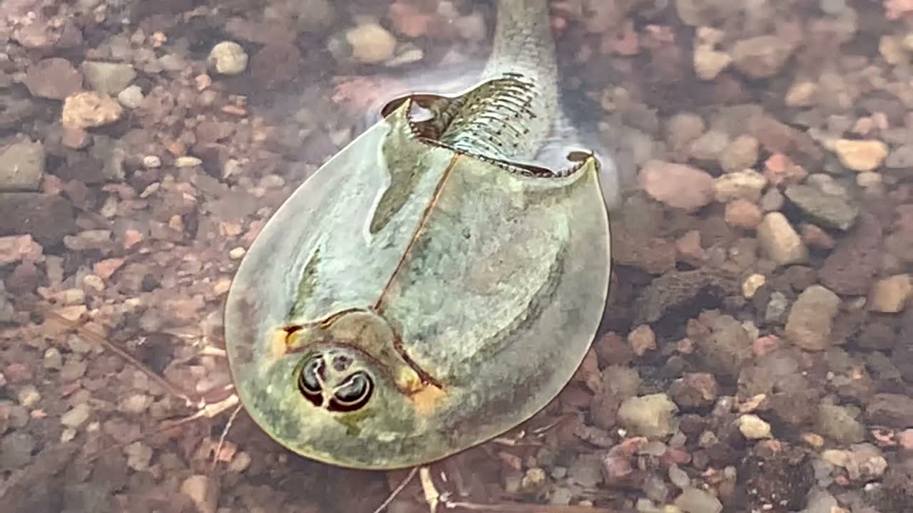 Triops and Fairy Shrimp