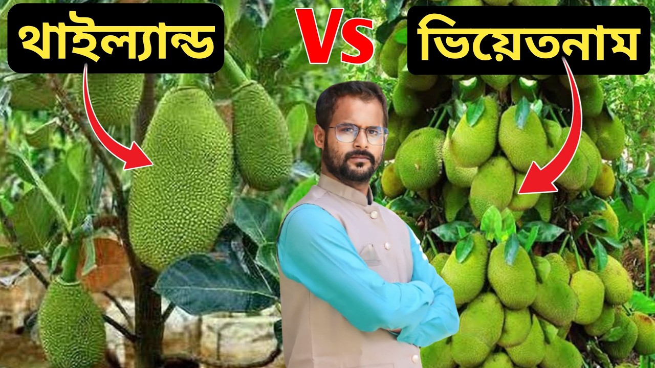 দুই ধরনের বারোমাসি এঁচোড়  Thailand vs Vietnam | Jackfruit Farming | কাঁঠাল চাষ
