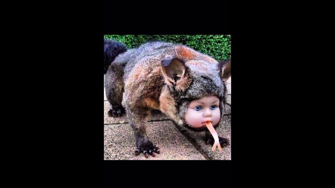 Cursed images compilation V1