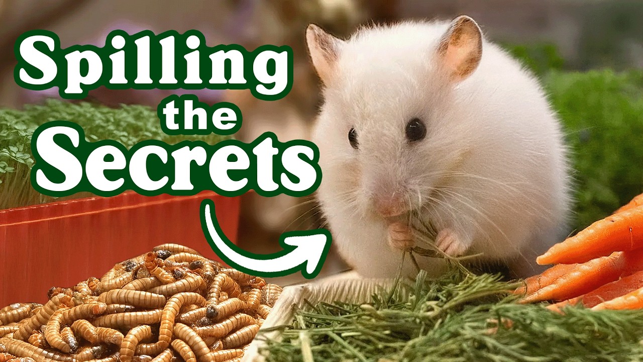Improve Your Hamster Care With These 5 Food Tips