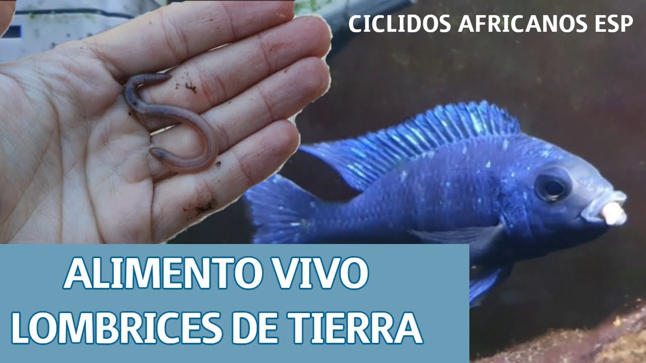 Alimento vivo ciclidos. Lombriz de tierra.