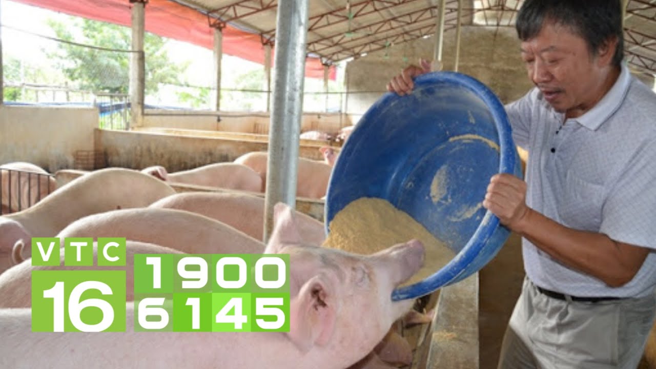 Cách phối trộn thức ăn giúp lợn 