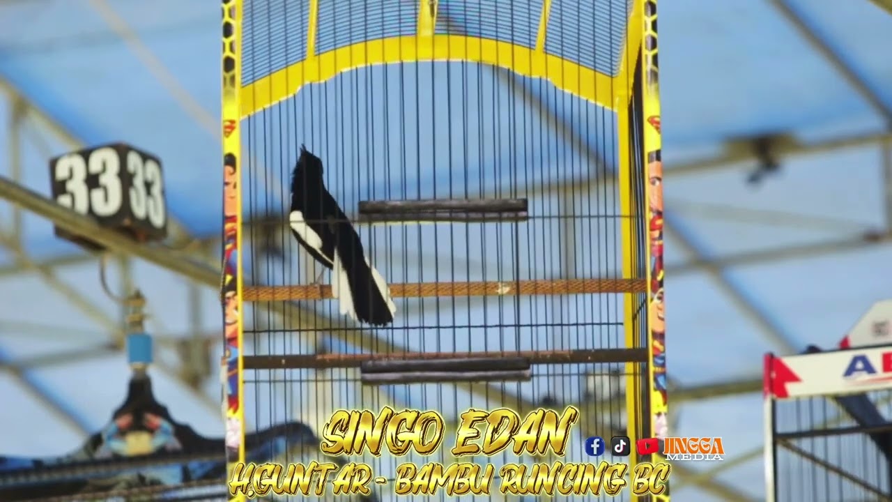 KACER SINGOEDAN JR |RAIH DOUBLE WINNER TIKET UTAMA DI 2ND ANNIVERSARY KMB TANJUNGSARI