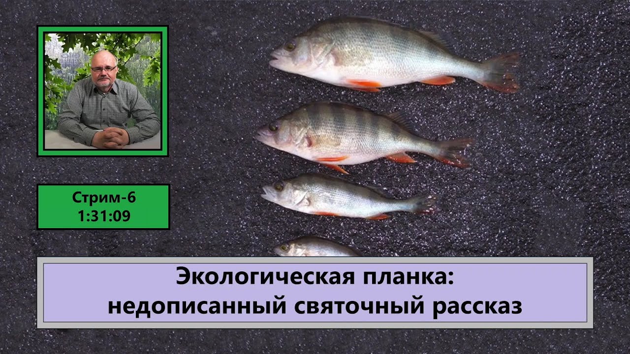 ф093. Экологическая планка: недописанный святочный рассказ