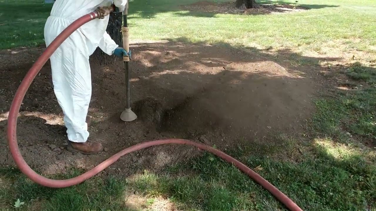 How to Combine Root Collar Excavation, Aeration, and Soil Amendments to Preserve Maple Trees