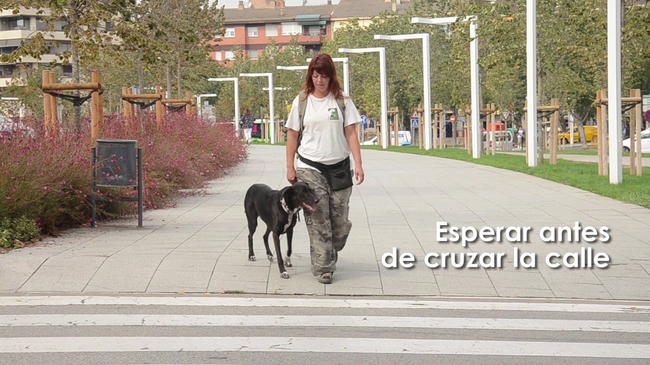 www.adiestrar-perros.com - Adiestramiento Canino
