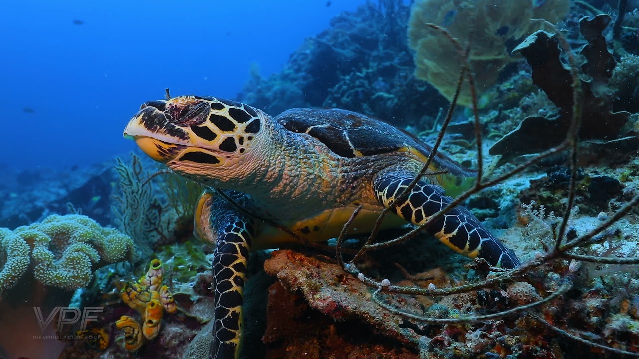 Stress-Relief Under the Sea: An Immersive Underwater Experience