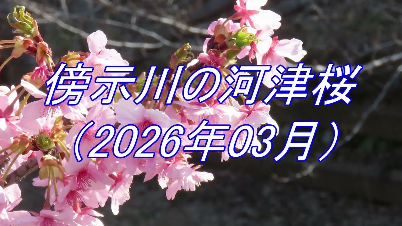傍示川の河津桜（2026年03月）