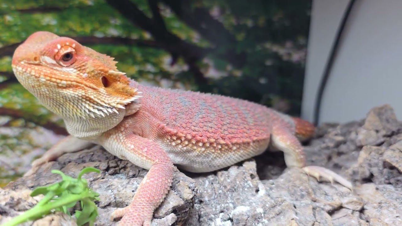 #live #animal #reptiles #dragon #beardeddragon #reddragon #shorts