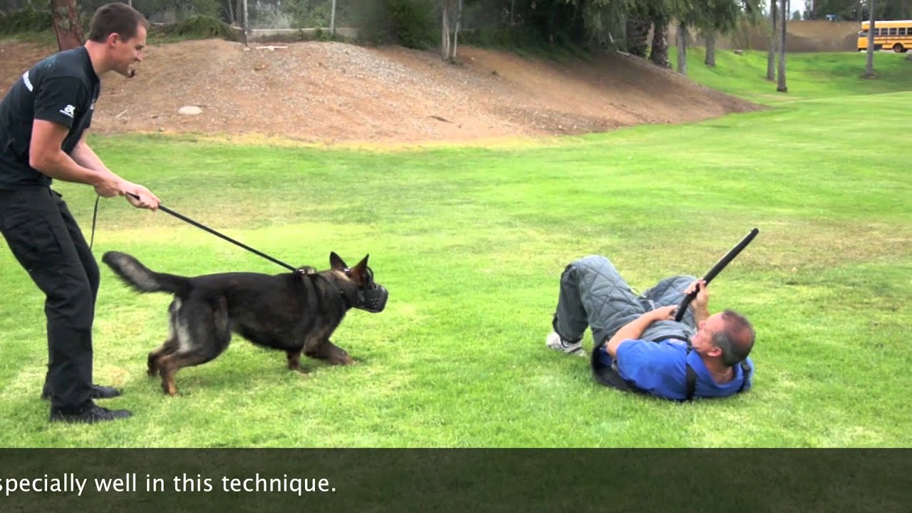 Muzzle in the Basic K9 Academy - Falco K9 Academy
