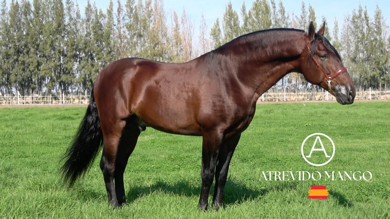 ATREVIDO MANGO PREPARADO PARA SICAB 2017 (ESPAÑA)