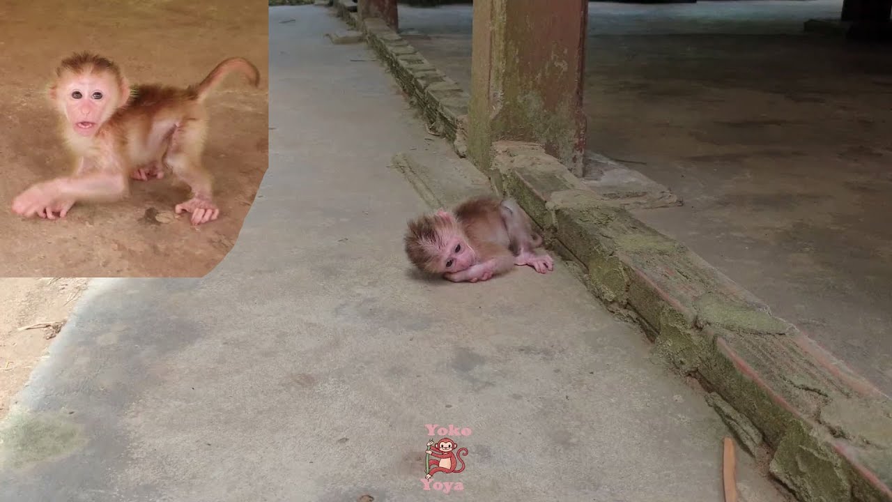 Little cute baby monkey Yoya nap on floor while mom leave for walk