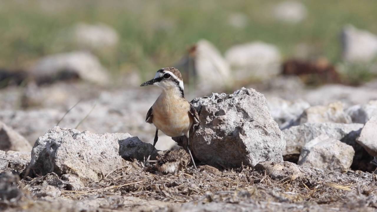 Plover science in Madagascar
