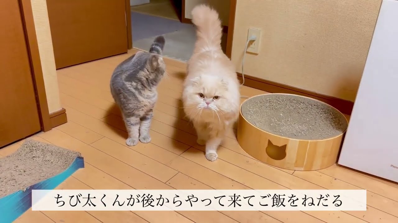 入れ替わり立ち代わりお越しにくる猫🐈が可愛くて#cat #ねこ動画 #ねこのいる暮らし #ねこ 