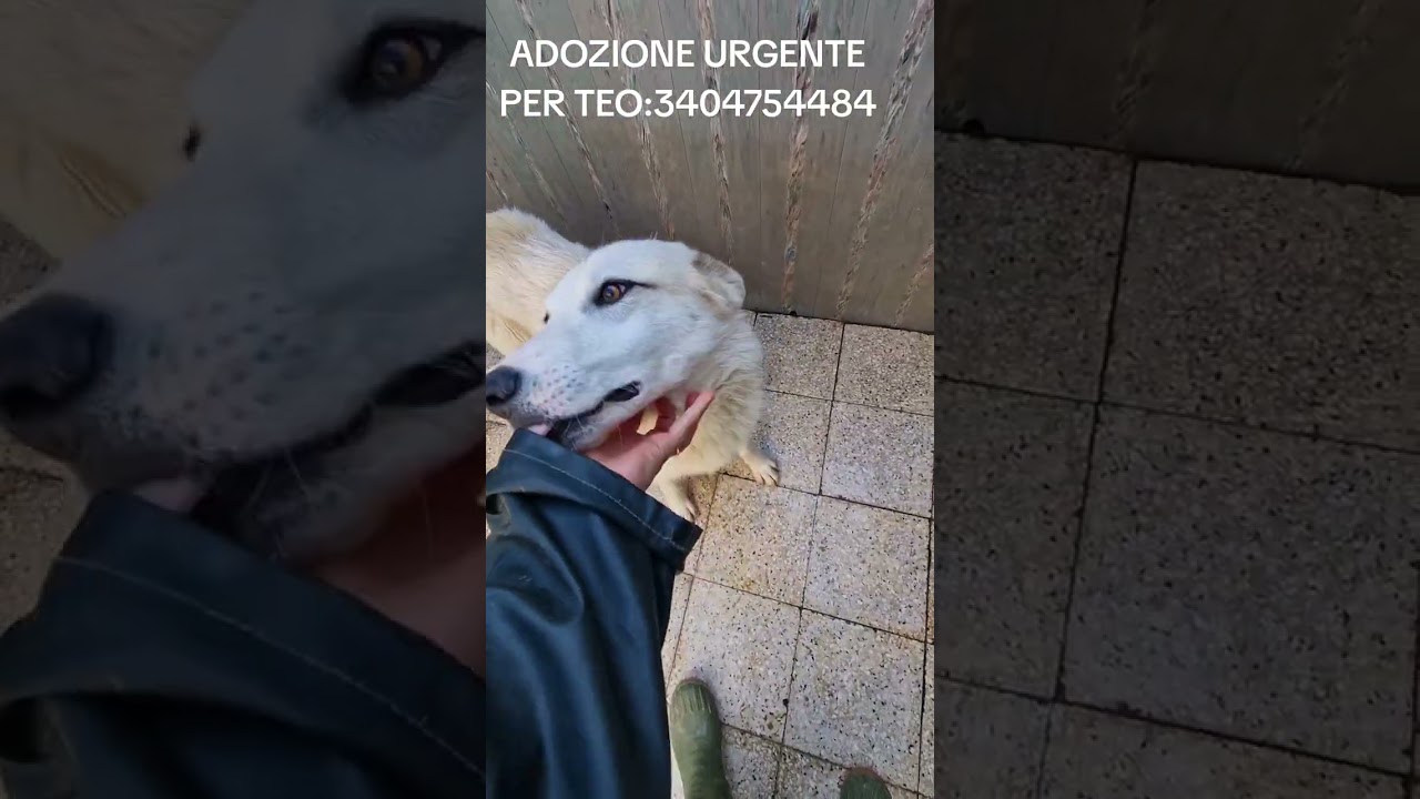 ADOZIONE URGENTE PER TEO.INFO:3404754484 