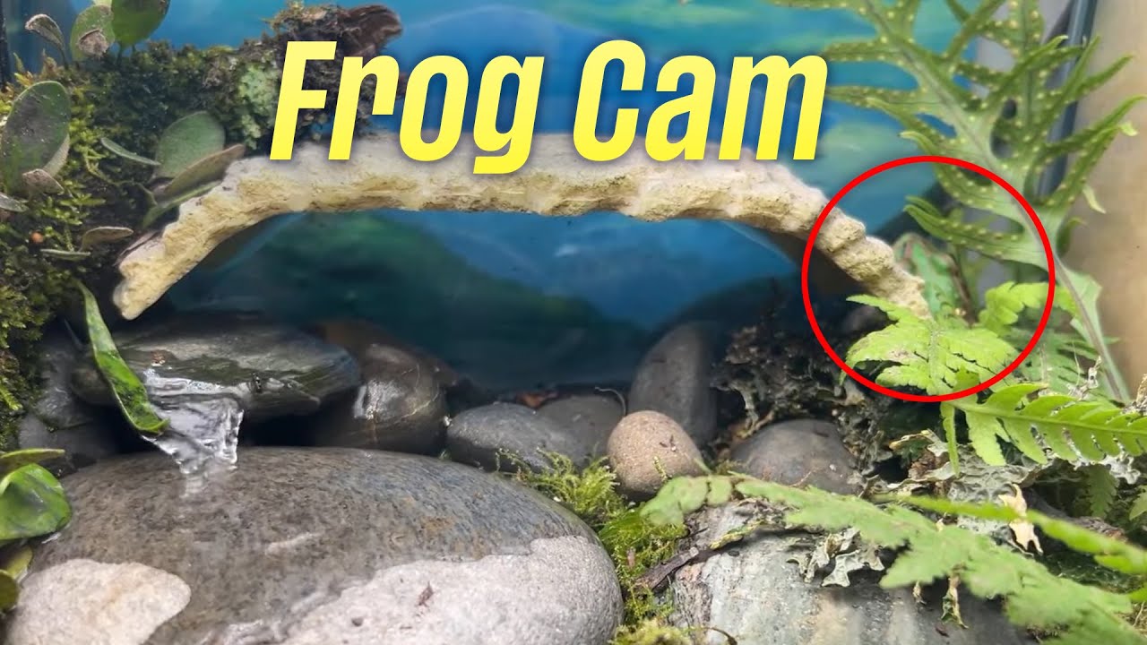 Frogcam 🐸 Aquatic Terrarium Ambience