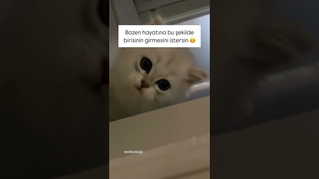 Mutlu kedicik #happy #mutlu #cat #catlover #cute #kedi #animals #funny #edit #love #kitten #sevimli