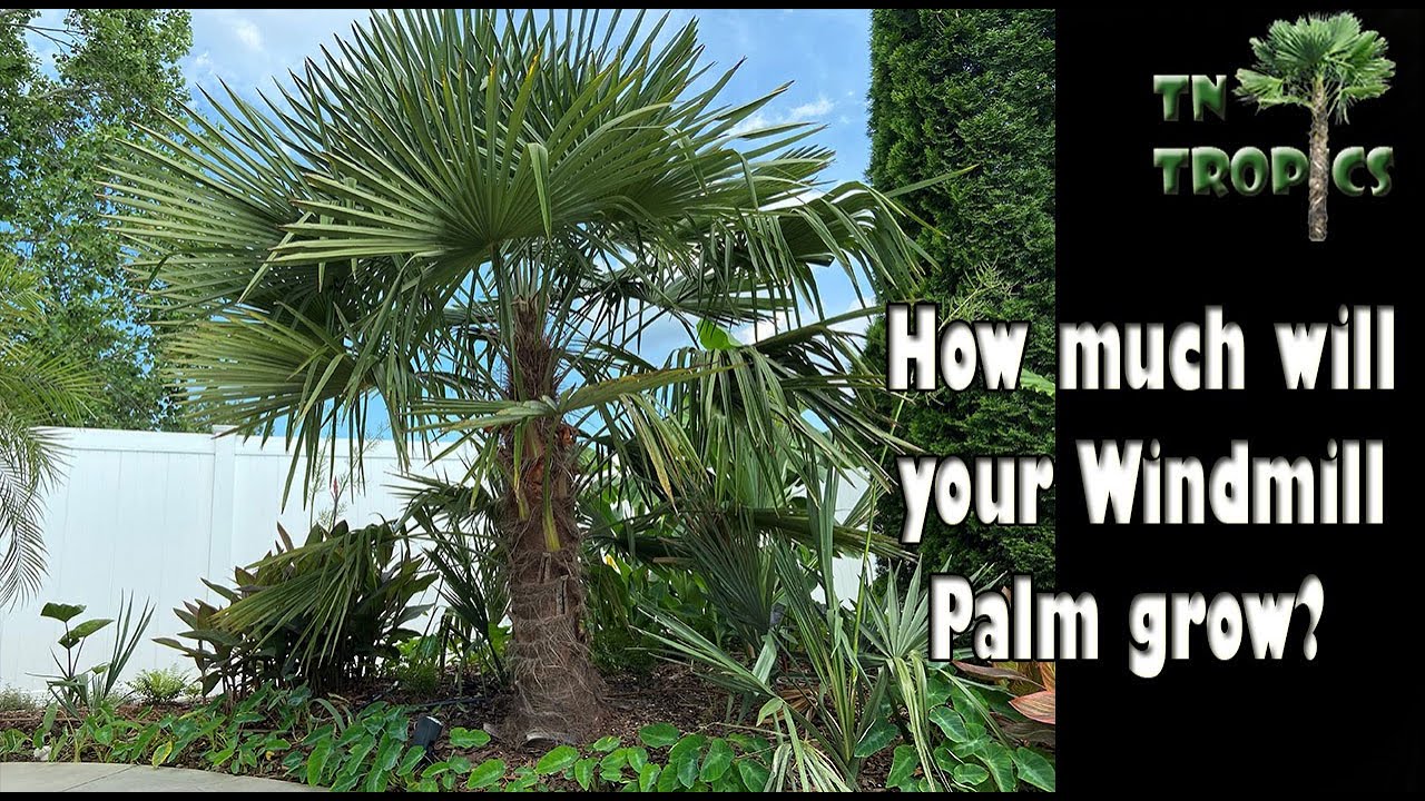 Trachycarpus fortunei Growth rates