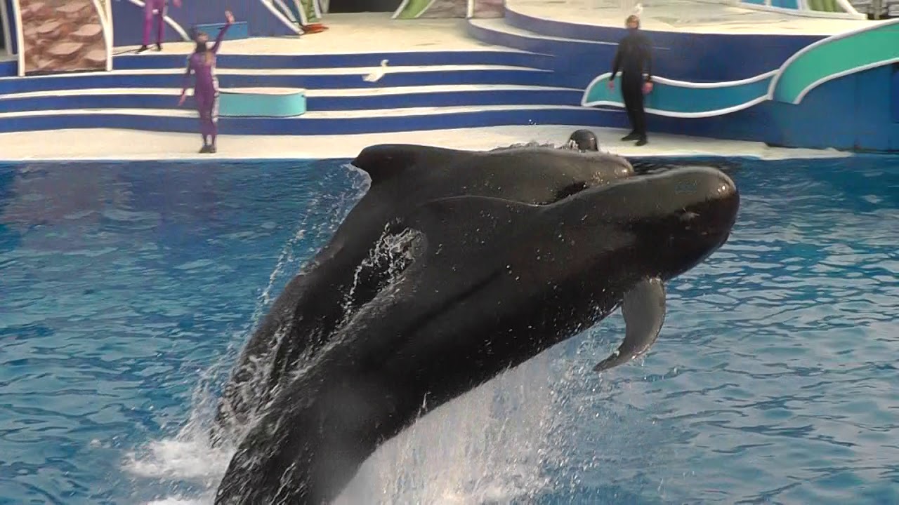 Dolphin Days - SeaWorld San Diego 2020