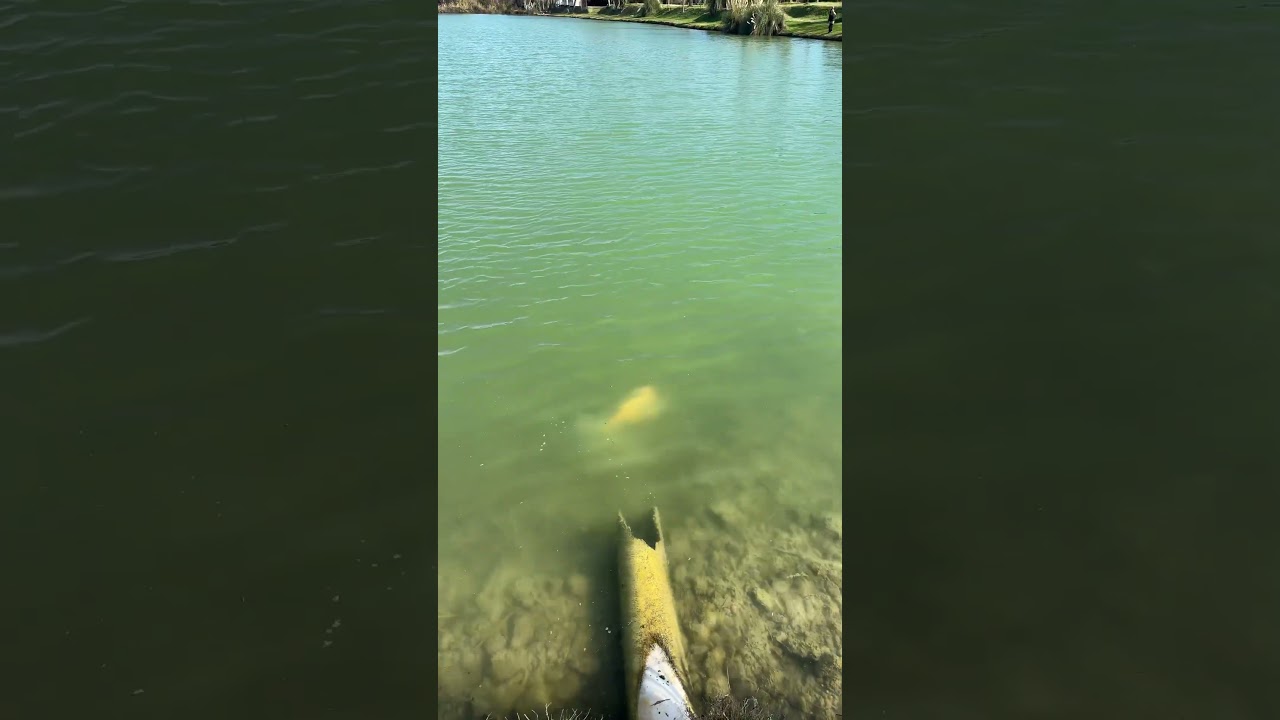 Оранжевый карп в озере