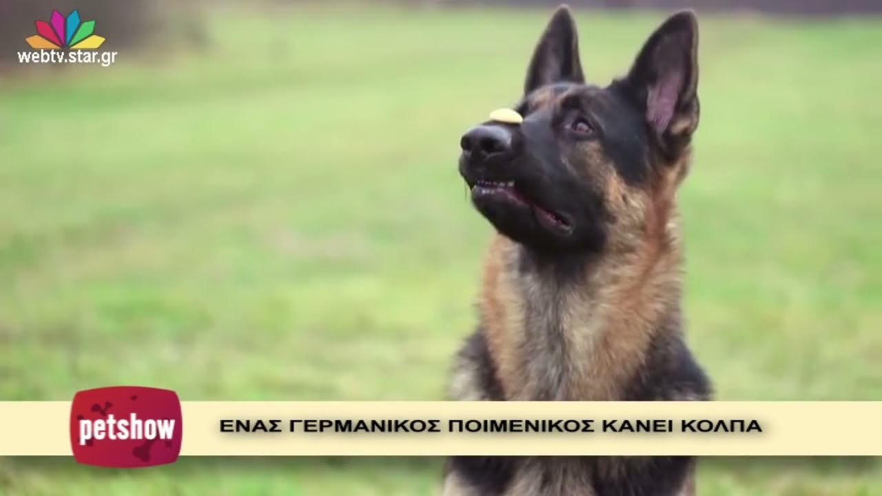 Γερμανικός Ποιμενικός: Ότι πρέπει να γνωρίζουμε για το Λυκόσκυλο!