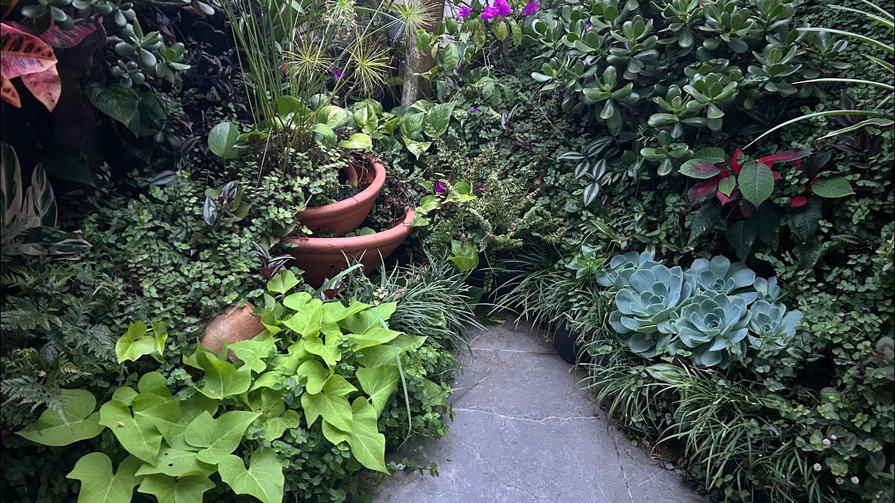 Bem vindos ao jardim da minha vó