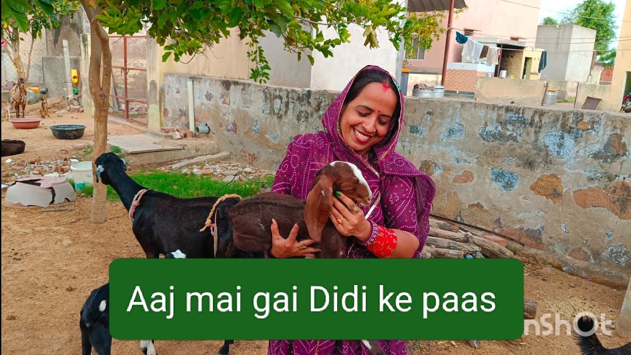 Didi ke Ghar me kitne paltu Jaanwar hai #viralvideo #viralvlogs #trending