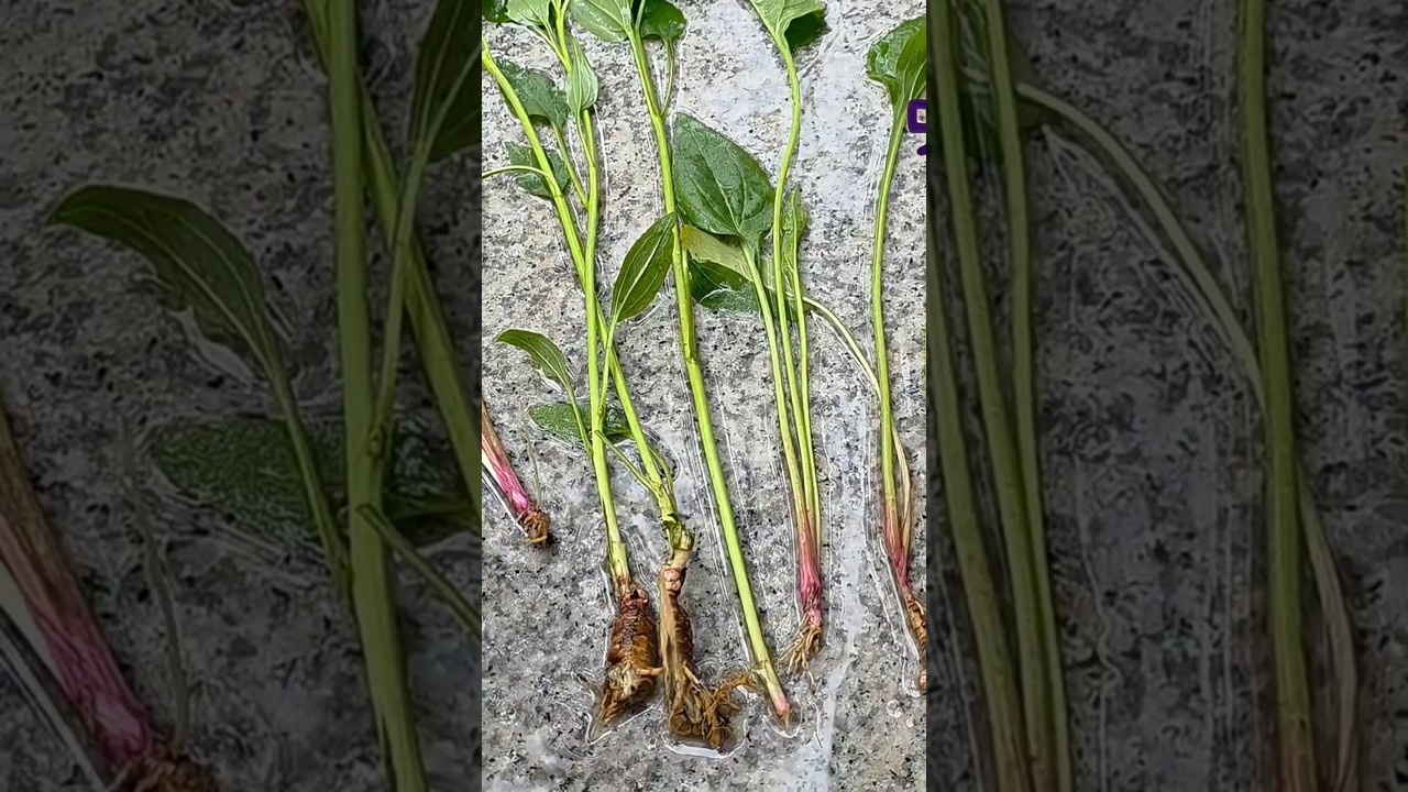 에키네시아 1포기로 20배 늘리는, 아주 쉬운 방법